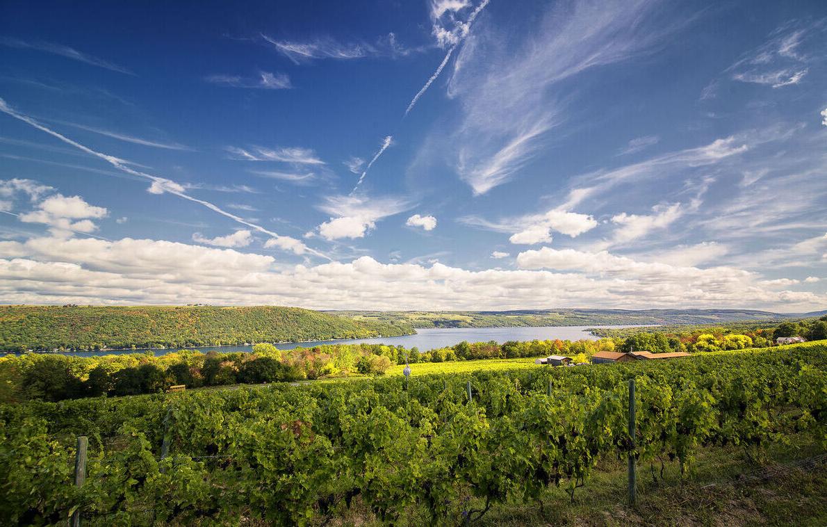 Seneca lake 和 vineyard
